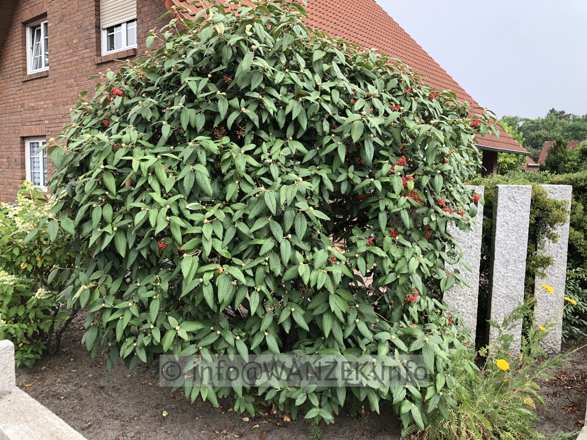 Viburnum rhytidophyllum Wanzekii 03.JPG